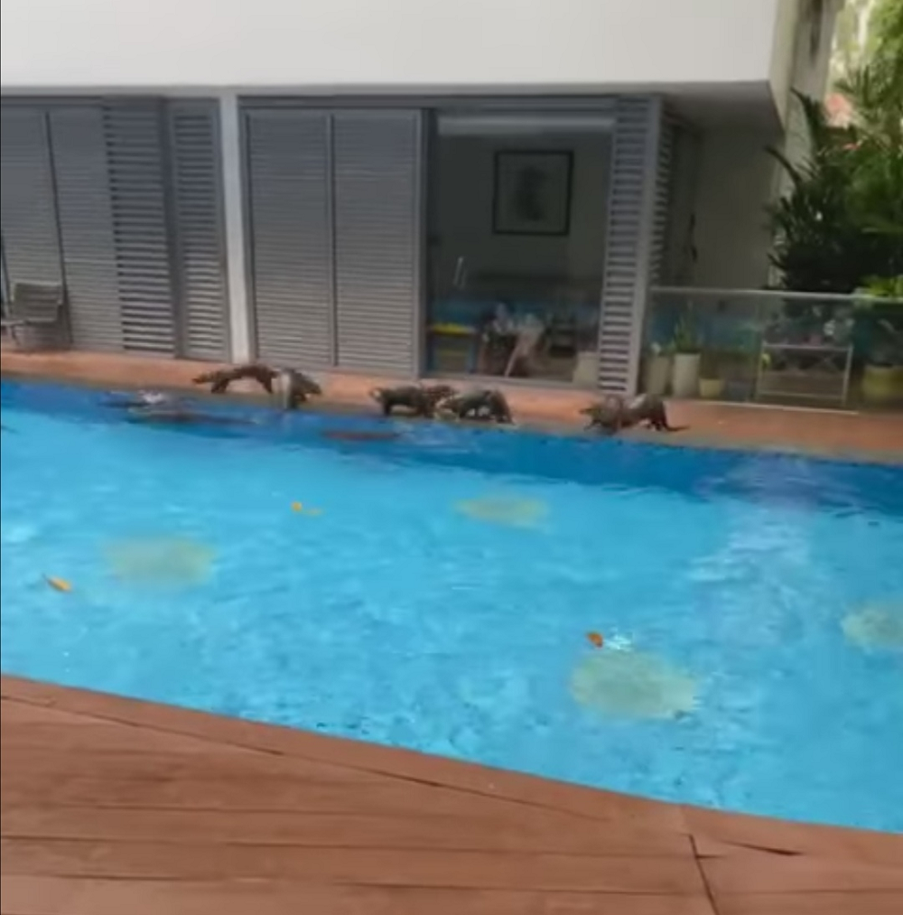 A family of otters taking a dip in a condominium swimming pool in Singapore. u00e2u20acu2022 Screen capture via Facebook/ John McAuliffe