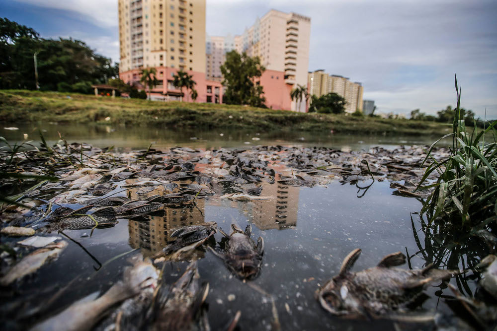 Freshwater fish that died in a river near Section 13 Shah Alam June 23, 2021. u00e2u20acu2022 Picture by Hari Anggara