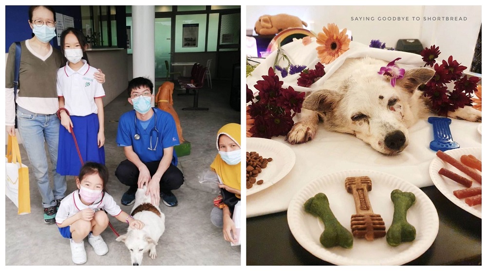 The family with two young children adopted Shortbread to give her the best palliative care. u00e2u20acu2022 Pictures via Instagram/SPCA Singapore