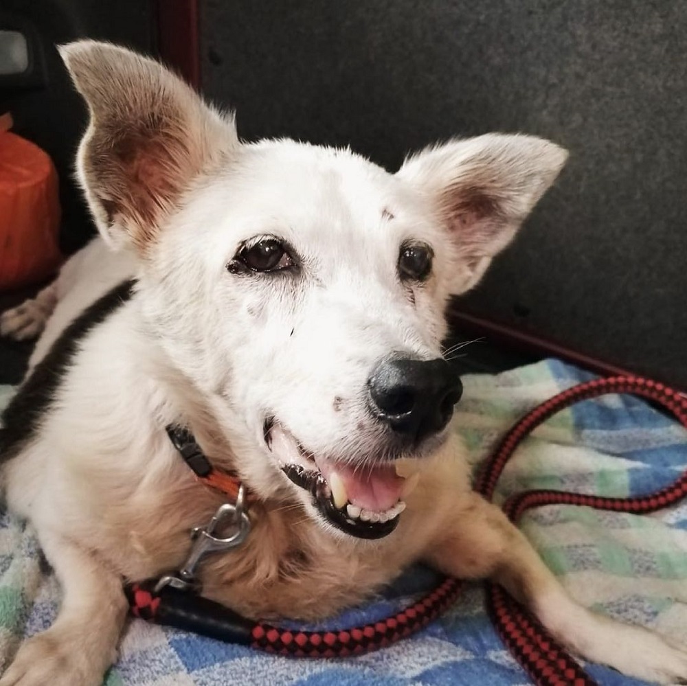 Shortbread was showered with a great deal of love before she died. ― Picture via Instagram/SPCA Singapore