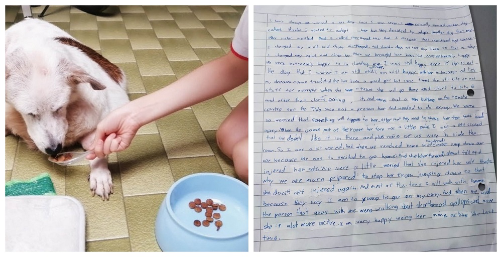 Shortbread’s young family member penned a heartfelt farewell note. ― Pictures via Instagram/SPCA Singapore