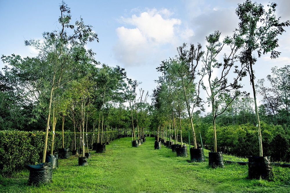 As many as two trees are replanted each time a tree is cut down at Sunway City Iskandar Puteri to restore the ecosystem. — Picture courtesy of Sunway 