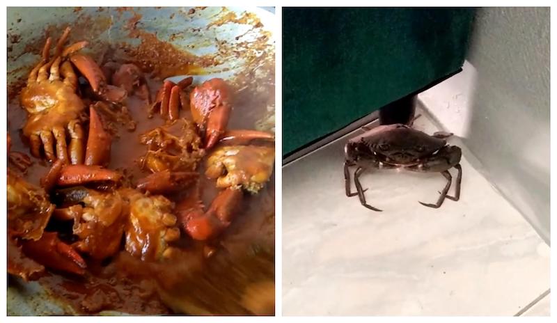 u00e2u20acu02dcPlease donu00e2u20acu2122t cook meu00e2u20acu2122: The woman in the viral clip spotted the petrified crustacean while taking the rubbish out. u00e2u20acu201d Screengrabs from Facebook/Fatin Nurul Asyiqin