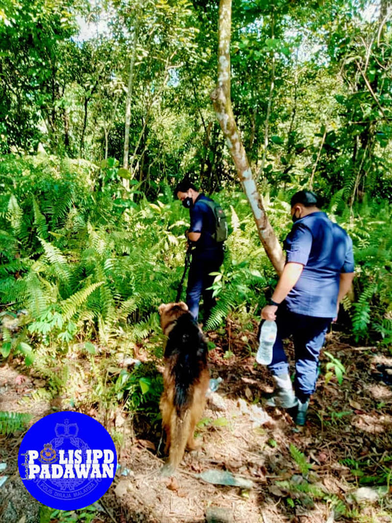 A K9 unit searching the jungles for the two suspects. u00e2u20acu201d Picture via Borneo Post