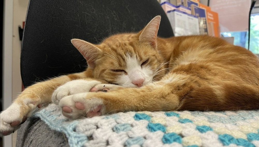 George the orange tabby has been appointed the Stourbridge Junction Stationu00e2u20acu2122s chief mouse catcher after volunteering its services for three years. u00e2u20acu201d Picture via Twitter/TheStourbridge