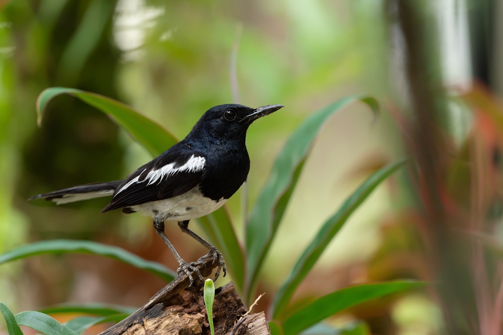 In what it has been hailed as a world first, a conservation group in the Seychelles has launched a project to sell digital versions u00e2u20acu201d or NFTs u00e2u20acu201d of the island nationu00e2u20acu2122s endangered magpie robin.  u00e2u20acu201d ETX Studio pic