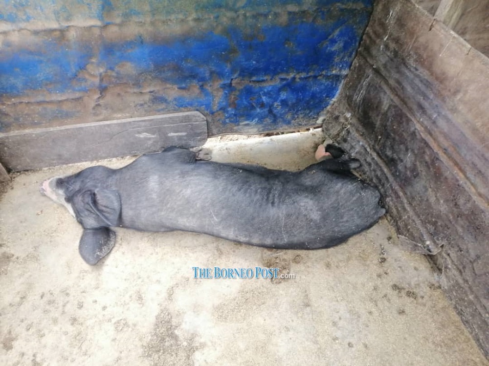 Picture shows one of the six pigs that died in Buduk Bui last week. u00e2u20acu201d Borneo Post Online pic
