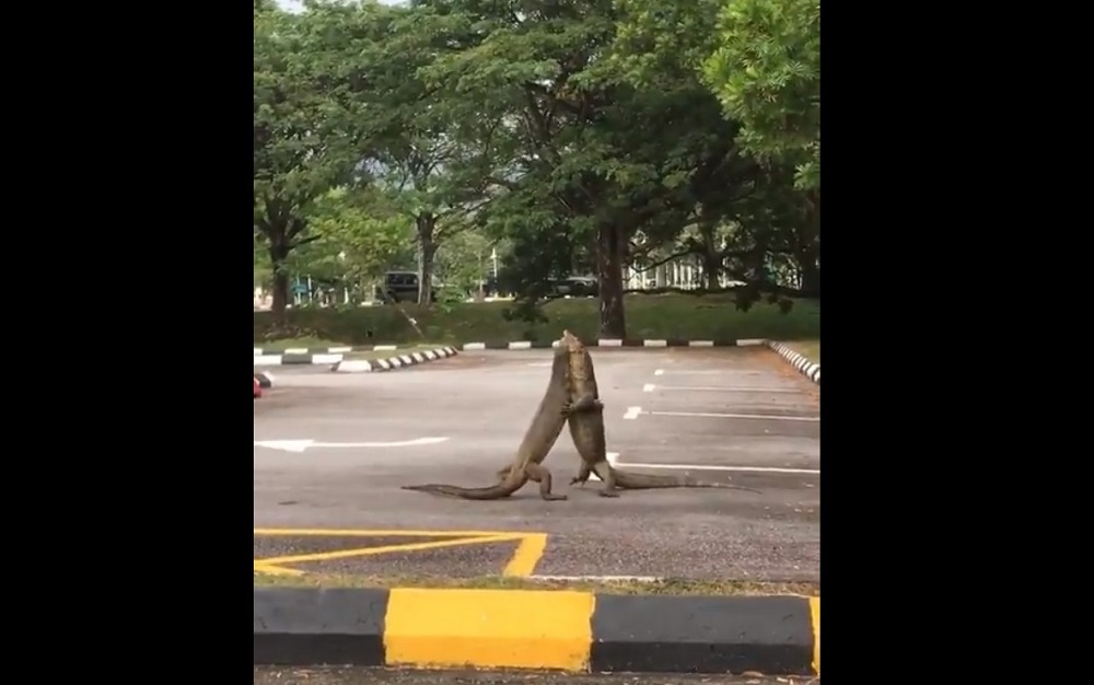 Malaysians compared the pair of reptiles to Godzilla due to their sheer size.  u00e2u20acu201d  Screengrab from Twitter