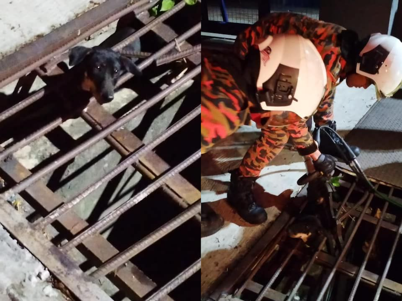 Sungai Buloh Fire and Rescue personnel came to a strayu00e2u20acu2122s aid after it got its head stuck between the grilles of a drain cover for over five hours at Kampung Baru Sungai Buloh. u00e2u20acu201d Picture courtesy of Facebook/Balai Bomba dan Penyelamat Sungai Buloh