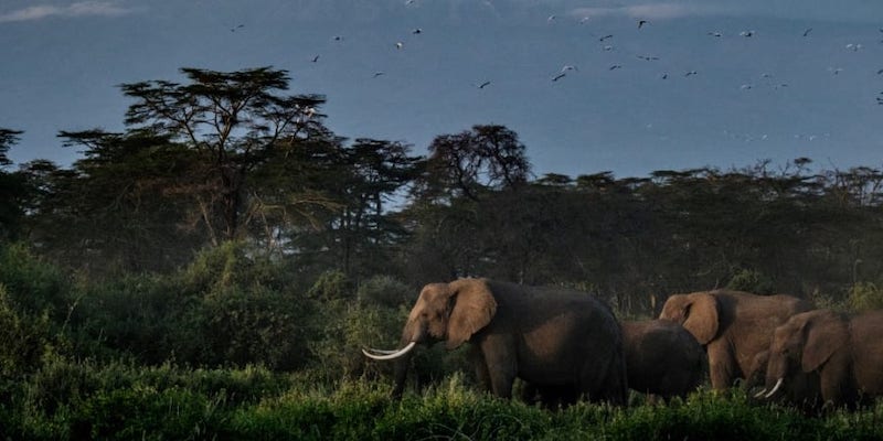 South Africa convinced the UN bodyu00e2u20acu2122s World Heritage Committee to back an amendment u00e2u20acu201d also supported by other African states u00e2u20acu201d to keep the W-Arly-Pendjari (WAP) complex off the list. u00e2u20acu201d ETX Studionnn