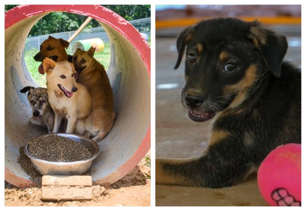 Participate in the animal shelter's virtual run and help raise funds and help the shelter. u00e2u20acu201d Picture via Felicia Ann