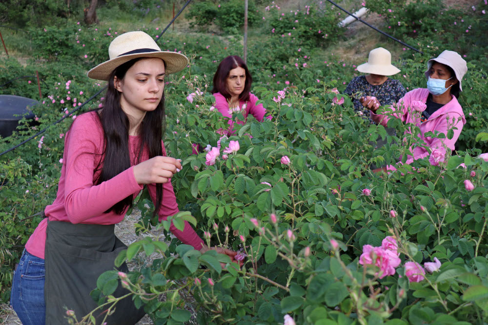Elena Tsolakis (left) and workers harvest the Damask roses for oil extraction in the small mountain village of Agros, in the Troodos mountain range. u00e2u20acu201d AFP pic