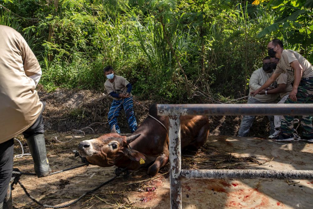 Malaysian Muslims get a cow ready for slaughter during Hari Raya Aidiladha in Bukit Antarabangsa, Kuala Lumpur July 20, 2021. — Picture by Firdaus Latif