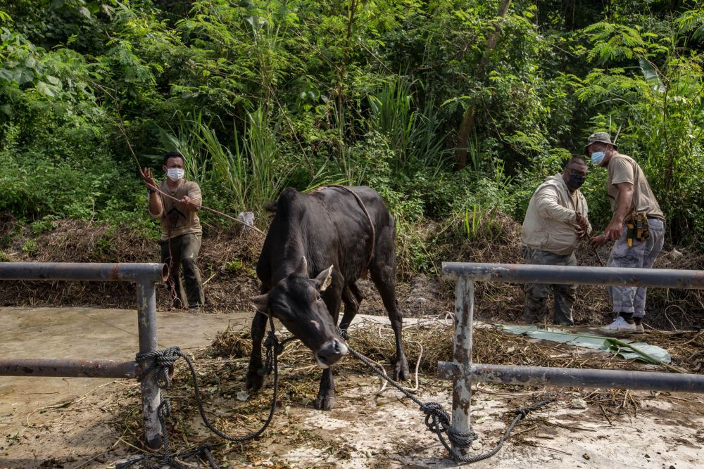 Malaysian Muslims get a cow ready for slaughter during Hari Raya Aidiladha in Bukit Antarabangsa, Kuala Lumpur July 20, 2021. u00e2u20acu201d Picture by Firdaus Latifnn