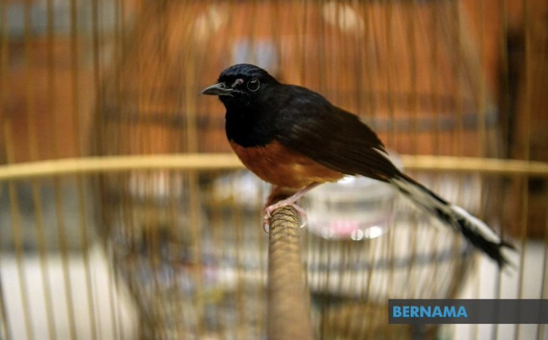 Marine police foiled an attempt to smuggle 886 white-rumped shama (burung murai batu) and magpies (murai kampung) worth about RM110,300 in Johor. u00e2u20acu201d Picture via Twitter/Bernama