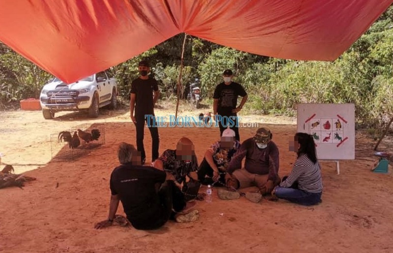 The suspects were rounded up for suspected involvement in illegal cockfighting activities and violating the SOP under the National Recovery Plan in Tatau yesterday. u00e2u20acu201d Borneo Post Online pic