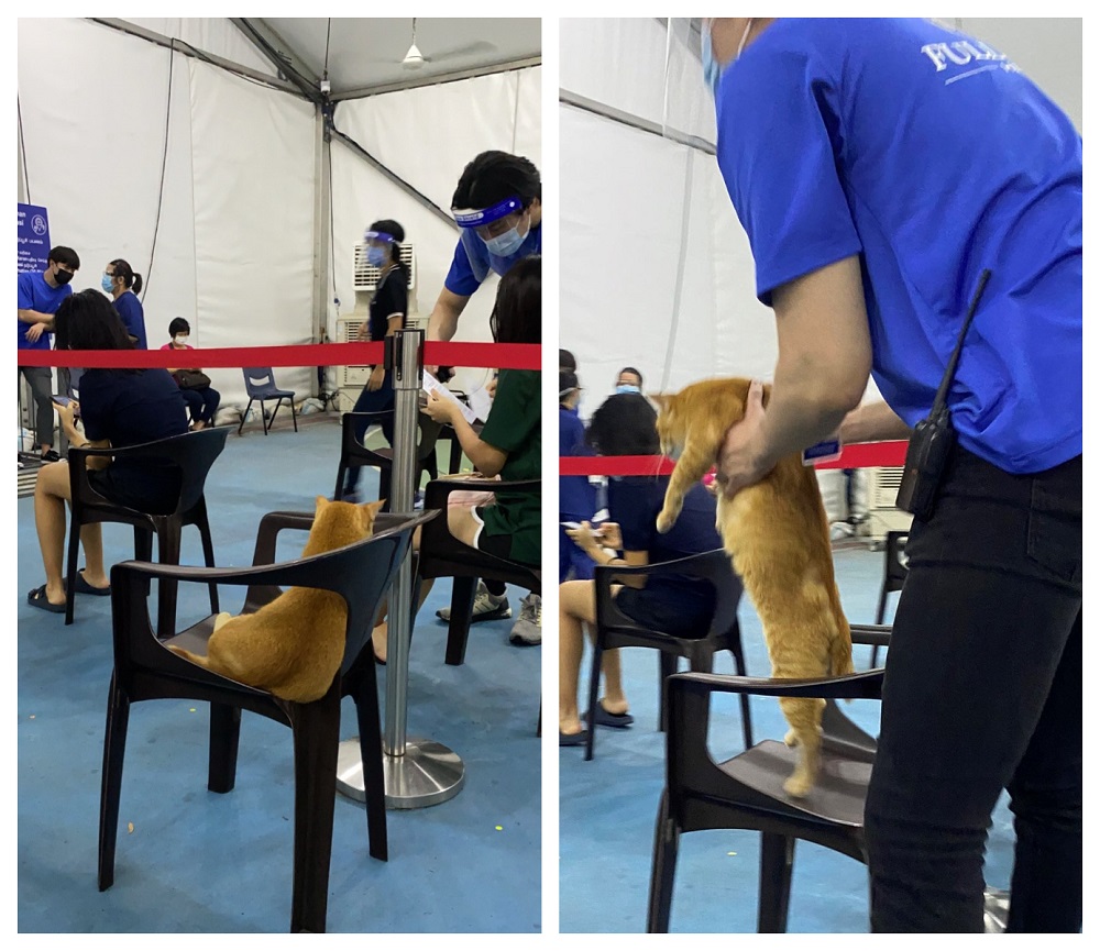 Clementi's community cat that was spotted queuing up to get its vaccine has its own Instagram account. u00e2u20acu2022 Picture via Twitter/@ohohwaihong