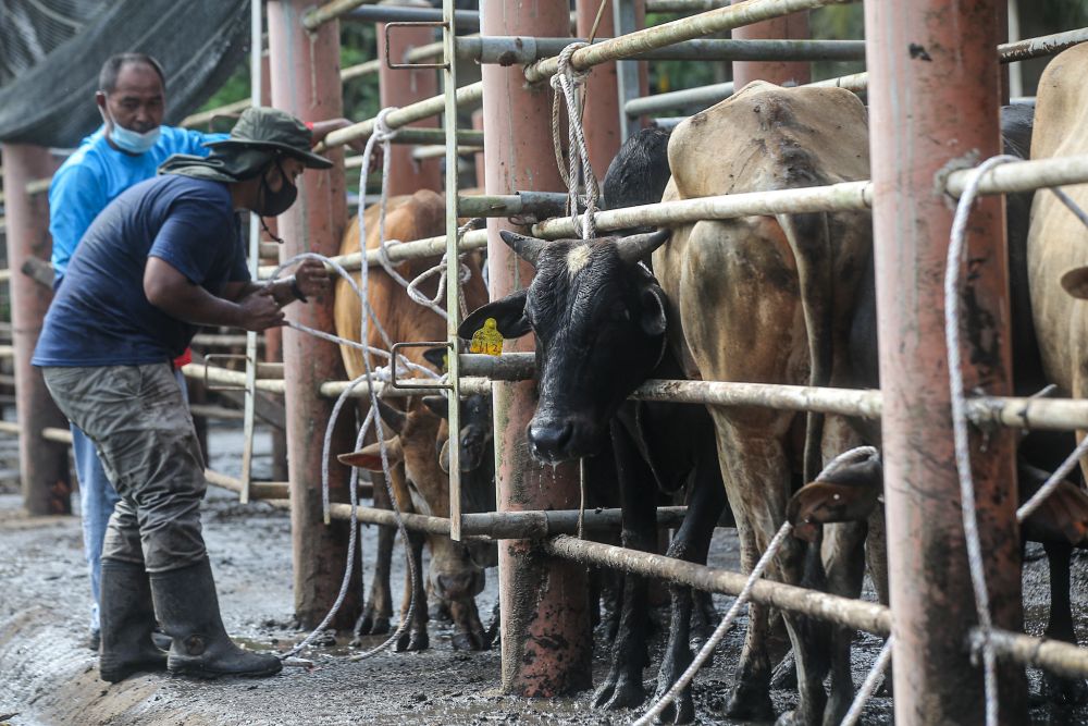 Farmers get some cows ready to be delivered to a mosque ahead of Hari Raya Aidiladha in Chemor, Ipoh July 19, 2021. — Picture by Farhan Najib