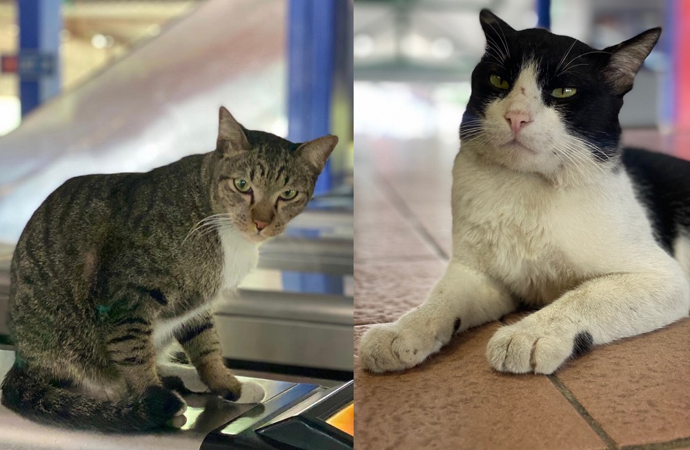 Si Kacak (left) and Zorro are part of the feline trio u00e2u20acu02dcworkingu00e2u20acu2122 at Rapid KL. u00e2u20acu201d Pictures via Twitter/AskRapidKL