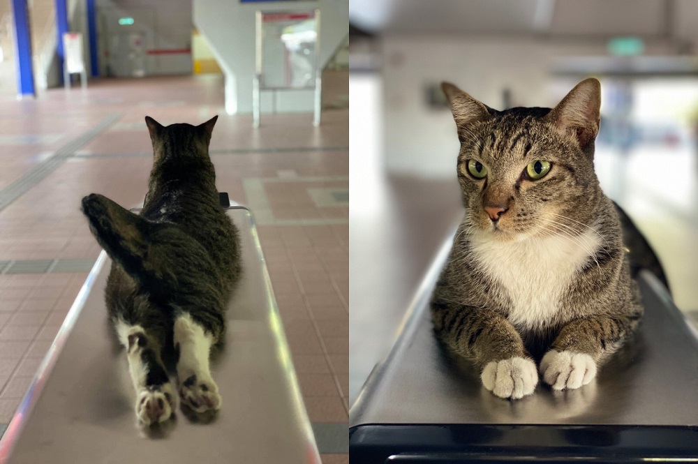 For Si Kacak, nothing beats lounging on the AFC gates and watching the world go by. — Pictures via Facebook/myrapid and Twitter/AskRapidKL