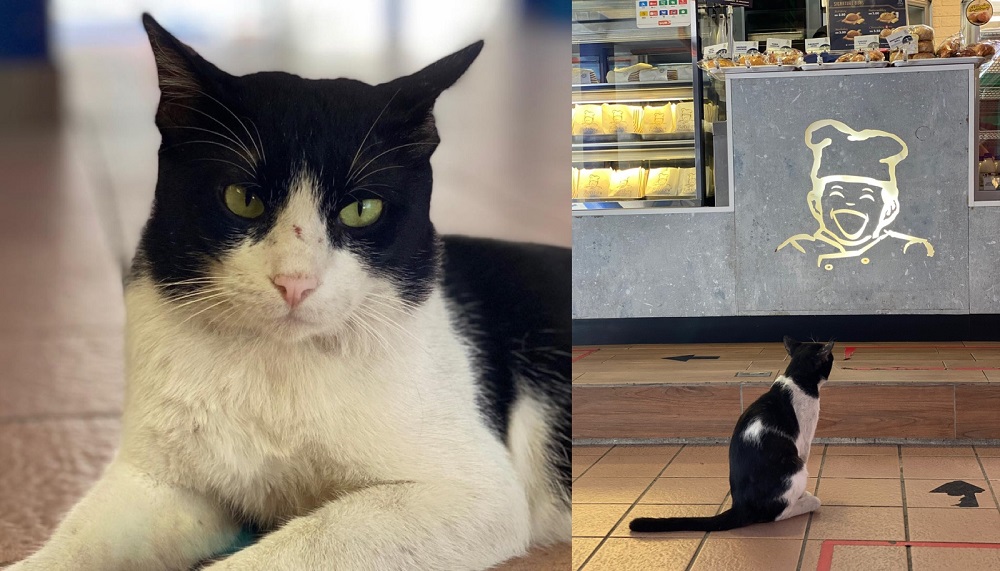 You can find Zorro stalking the halls of the Taman Melati station. — Pictures via Facebook/myrapid and Twitter/AskRapidKL