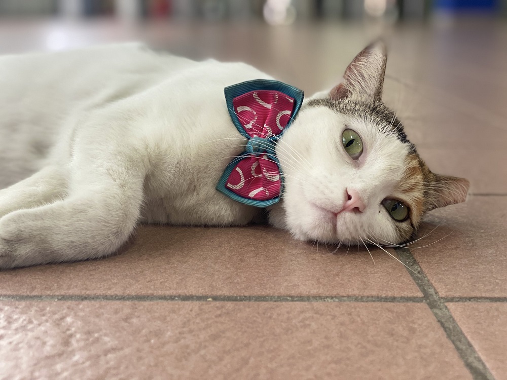 Si Cantik is known for her sweet personality when interacting with passengers. — Picture via Twitter/AskRapidKL