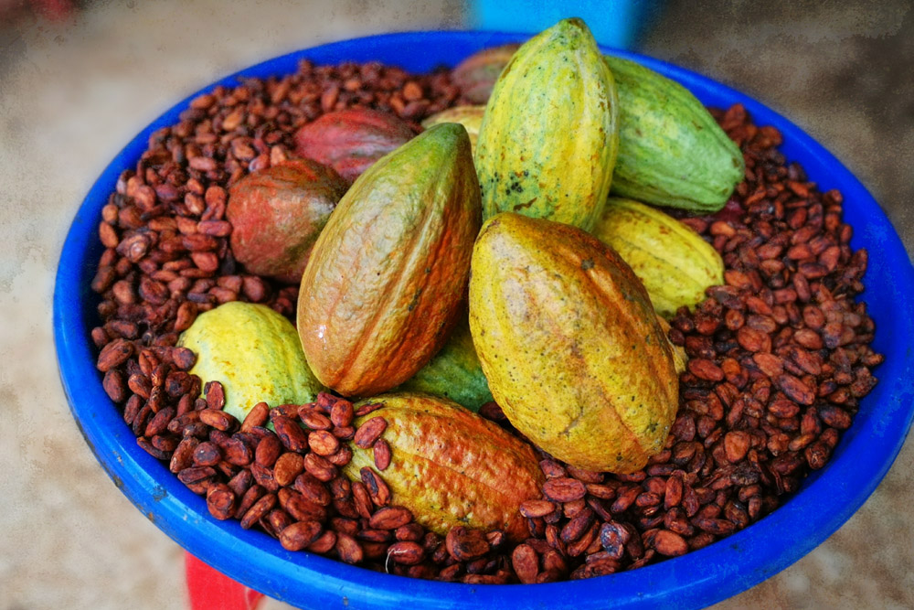 Cacao beans and pods.
