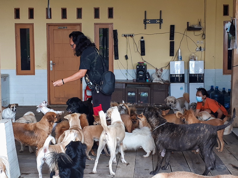 A founder of the Animal Defenders, Doni Herdaru Tona, feeds rescued dogs at their shelter in Parung, Bogor, West Java province, Indonesia August 9, 2021. u00e2u20acu201d Reuters pic