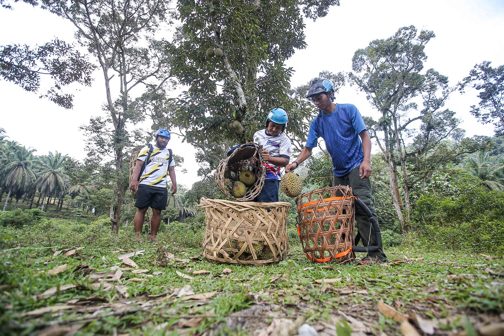 Syafiq said the durians are from a farm belonging to one of the team member’s families.
