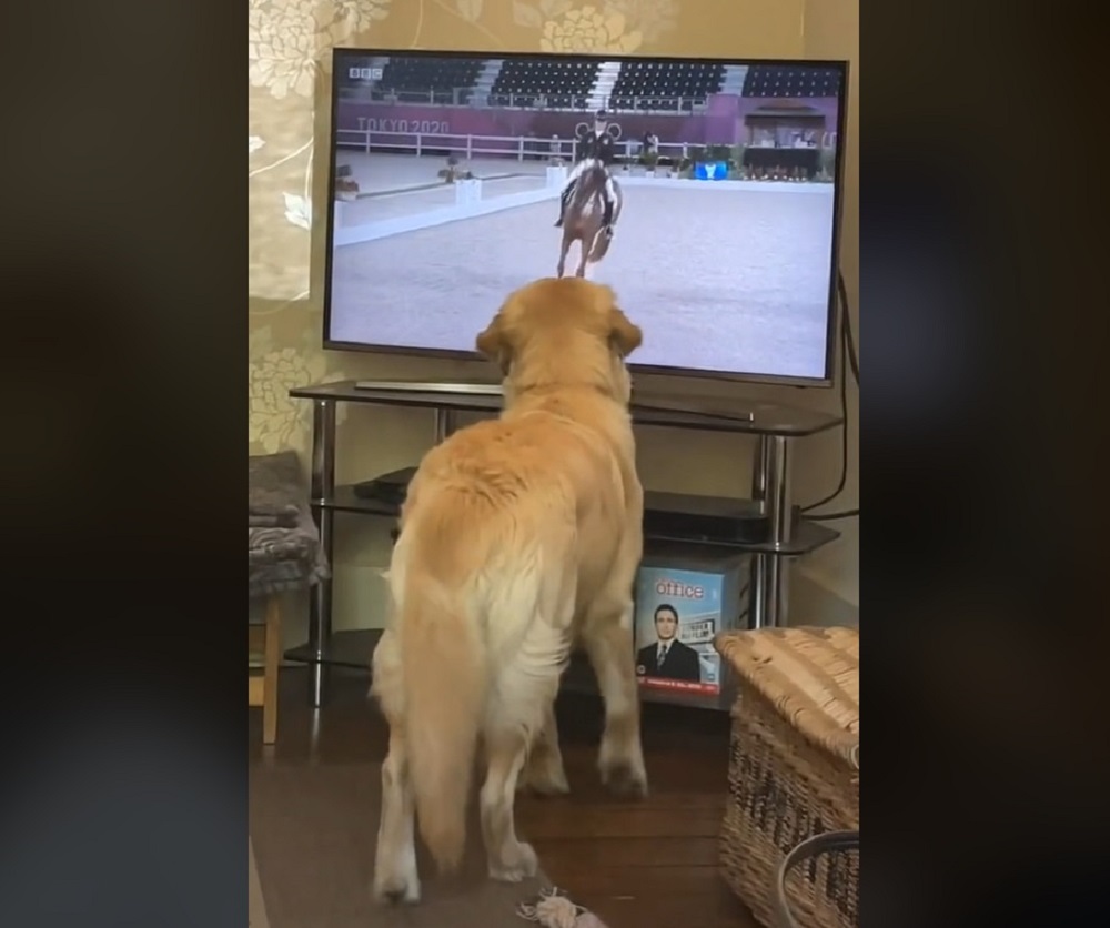 Willow the Golden Retriever had the best time watching the equestrian on TV. u00e2u20acu201d  Scree Ca;kre from TikTok/@willowthepillow20