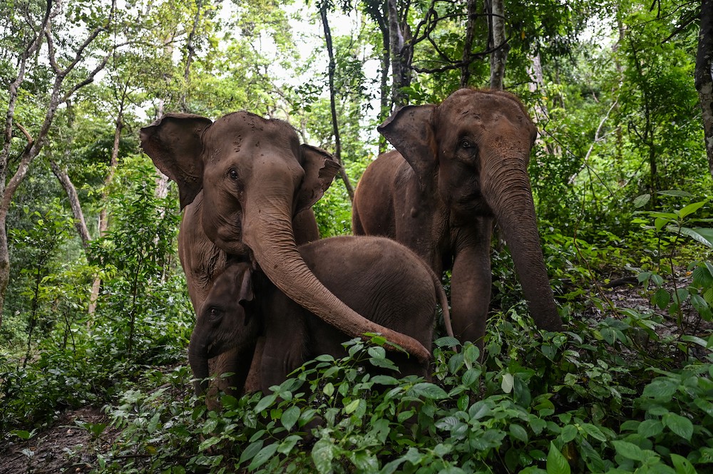This photo taken on July 20, 2021 shows elephants eating in a forest at the Asian Elephant Breeding and Rescue Centre in Xishuangbanna in southwest China's Yunnan province. u00e2u20acu201d AFP pic 
