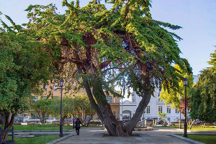 The twinning tree is a symbol of the city’s embrace of food and culture as one.