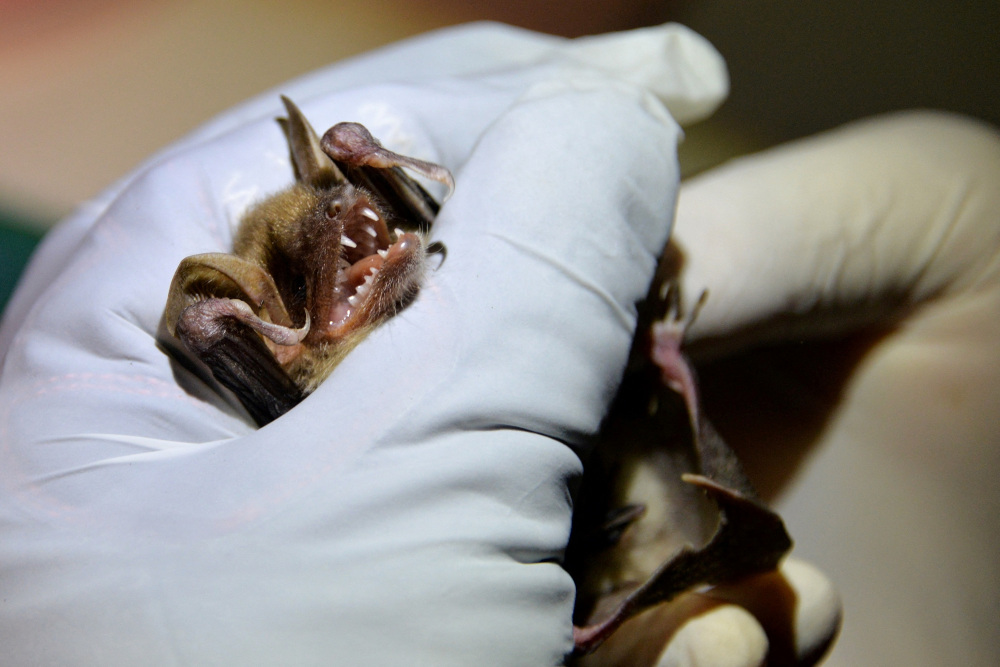 A chiropterologist holds a greater mouse-eared bat in his hand in Noyal-Muzillac. u00e2u20acu201d AFP