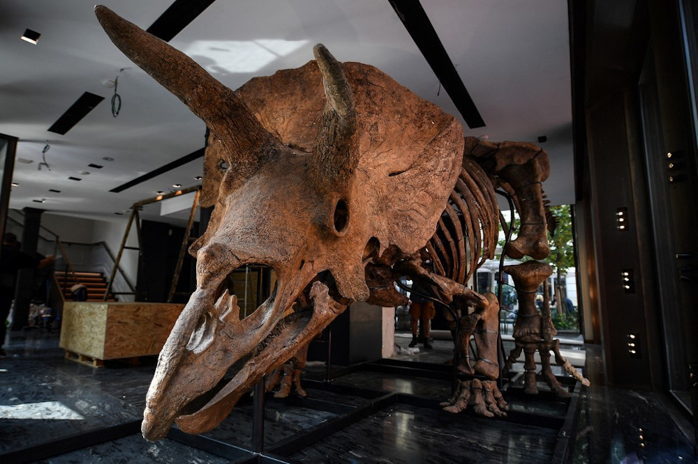This picture taken in Paris on August 31, 2021 shows a triceratops exposed ahead of its auction sale at Drouot auction house in October. u00e2u20acu201d AFP pic