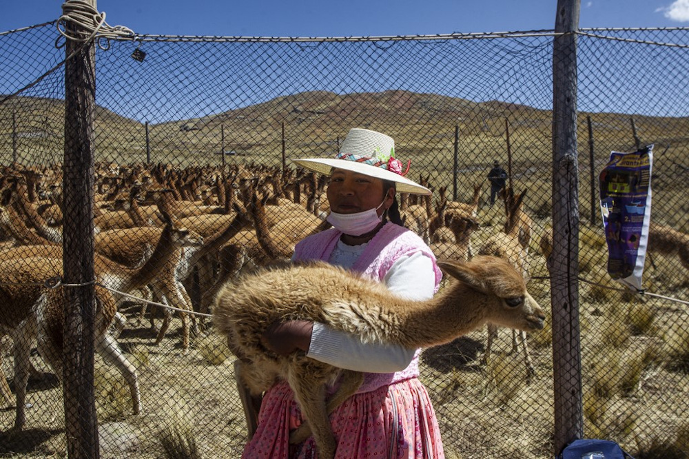 A member of the community of Totoroma holds a vicuna during the traditional Chaku, or Chaccu, an annual vicuna round-up and shearing festival, in the village of Totoroma. u00e2u20acu201d AFP pic