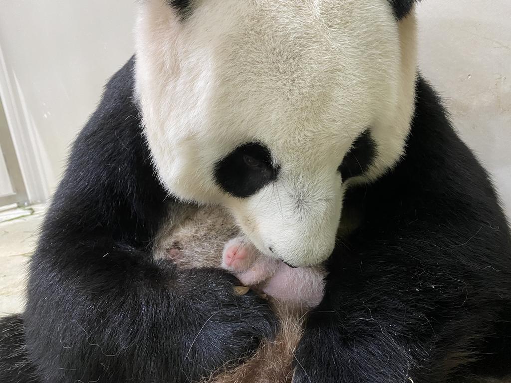 Jia Jia the panda and its cub. The unnamed cubu00e2u20acu2122s gender is not yet known, but Wildlife Reserves Singapore hopes to do so in the coming weeks, along with seeking the publicu00e2u20acu2122s opinion for a name. u00e2u20acu201d Wildlife Reserves Singapore pic