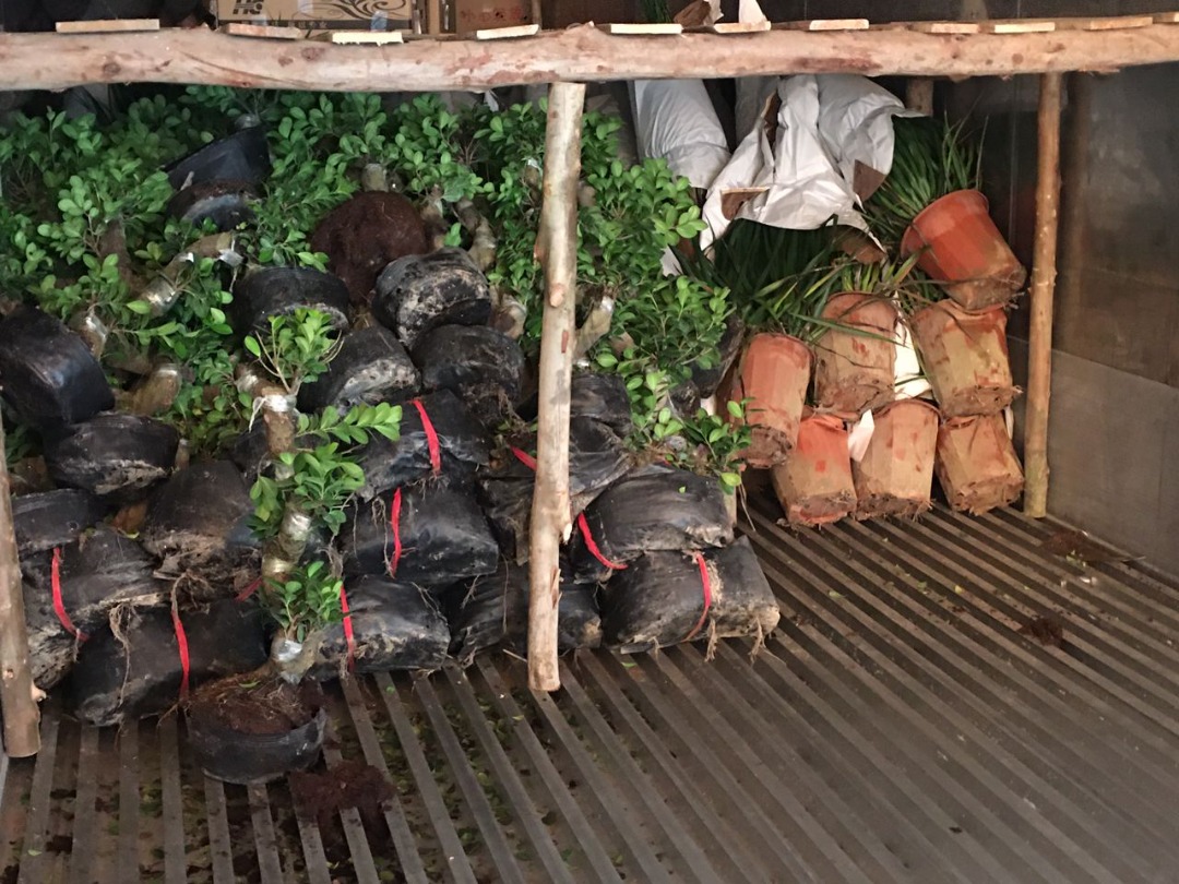 Among ornamental plants from China that were seized at the Pasir Gudang Port August 22, 2021. u00e2u20acu2022 Picture courtesy of Johor Maqis