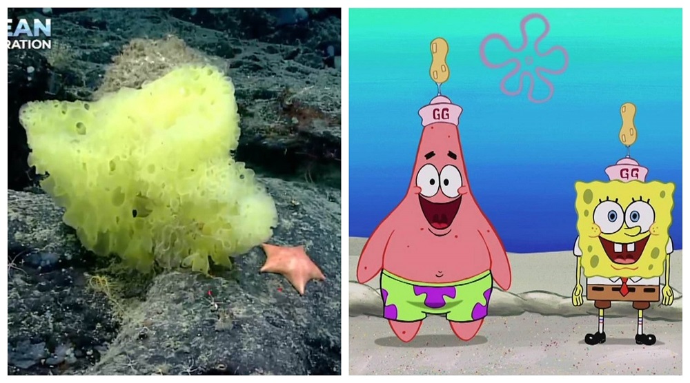 Unlike the cartoon best friends, their real-life counterparts donu00e2u20acu2122t get along. u00e2u20acu2022 Pictures via Twitter/NOAA, Christopher Mah, Instagram/SpongeBob Squarepants