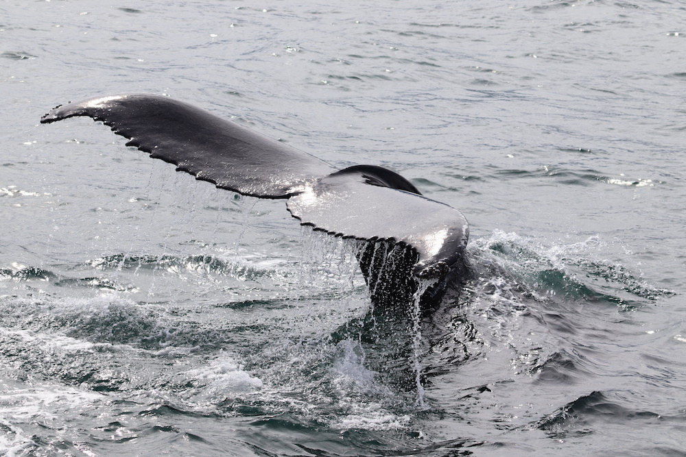 This Aerial picture taken on August 2, 2021 shows a humpback whale diving in Hestfjorour (Westfjords), Iceland. u00e2u20acu201d AFP pic