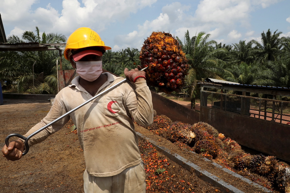 A worker carries a palm oil fruit bunch at an oil palm plantation in Slim River August 12, 2021. — Reuters pic