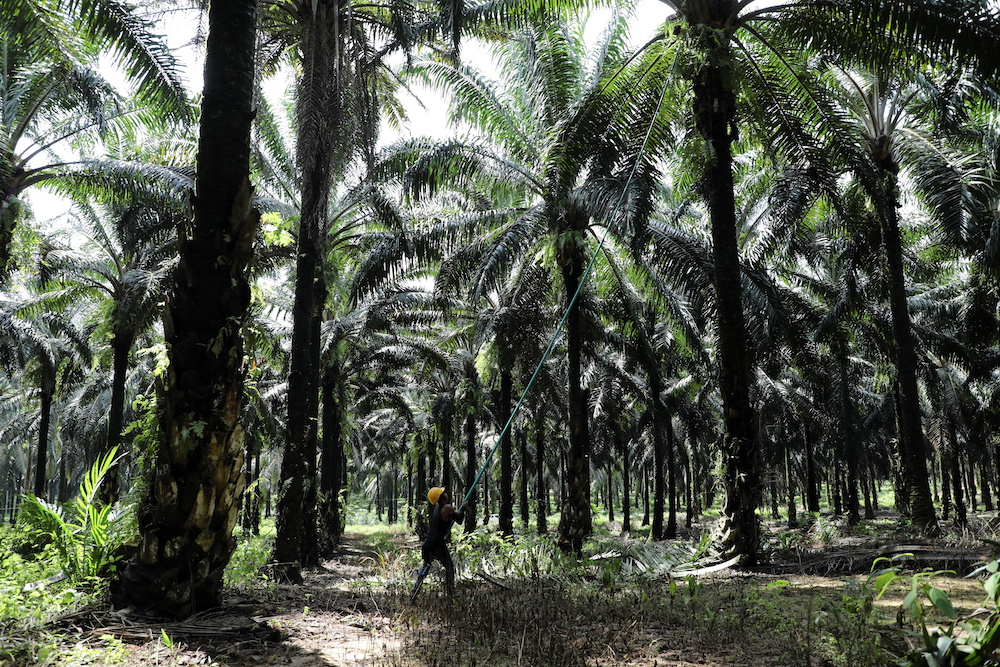 A worker collects palm oil fruits at an oil palm plantation in Slim River August 12, 2021. u00e2u20acu201d Reuters pic