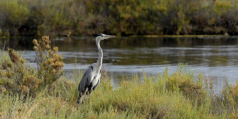 A grey heron stands in the u00e2u20acu02dcVieux-Salinsu00e2u20acu2122 in Hyeres, southeastern France, August 31, 2021. u00e2u20acu201d AFP pic