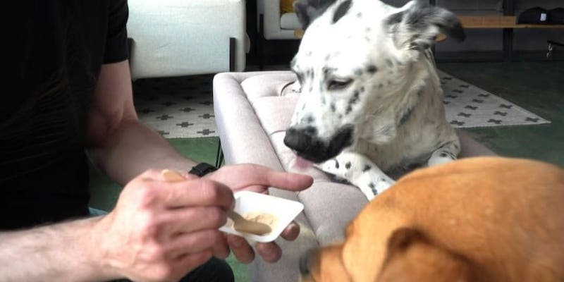 US startup hopes to remake the pet food industry by growing lab-grown meat. u00e2u20acu201d AFP pic