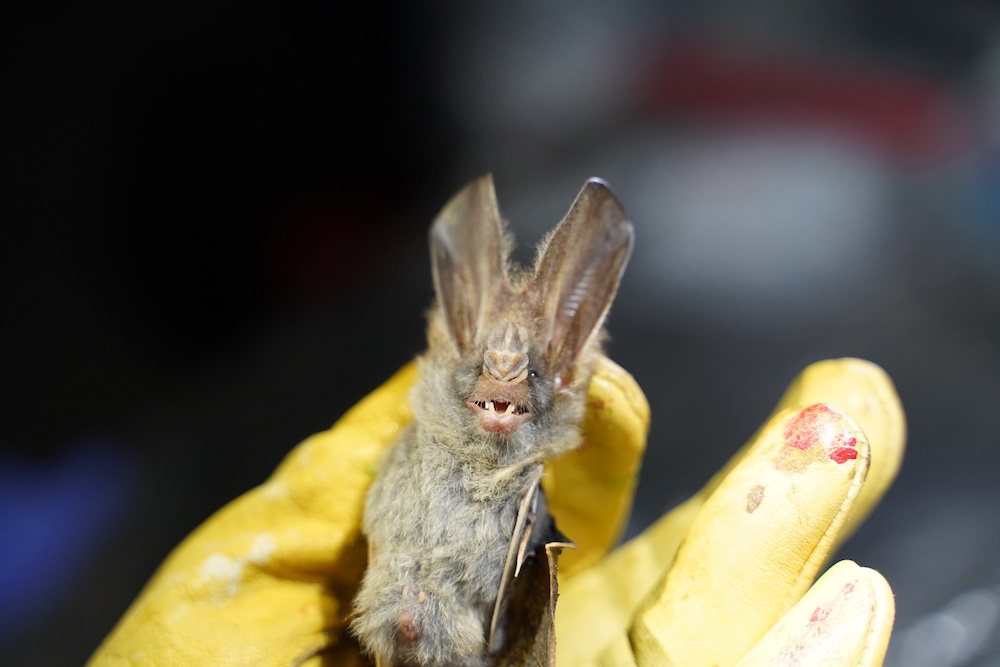 A researcher from the Institut Pasteur du Cambodge holds a bat captured at Chhngauk Hill in Thala Borivat District, Steung Treng Province Cambodia August 30, 2021. u00e2u20acu201d Reuters pic
