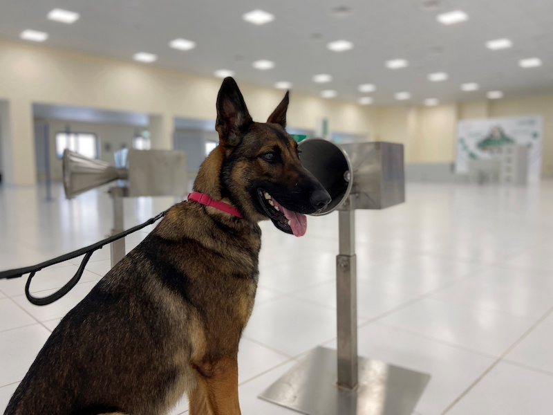 A dog that has been trained by Dubai Police K-9 unit to sniff out Covid-19 is pictured in Dubai, United Arab Emirates September 13, 2021. u00e2u20acu201d Reuters pic