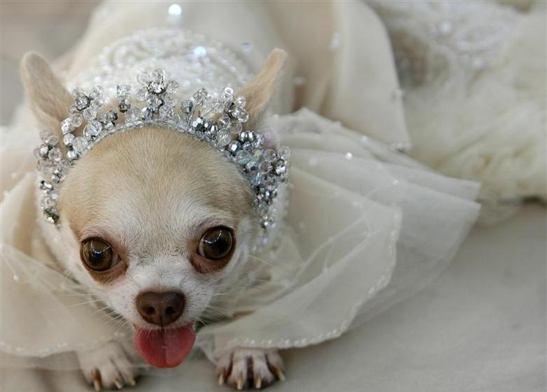 A pet chihuahua has saved her owner from cancer by alerting her of the condition. u00e2u20acu201d Reuters pic