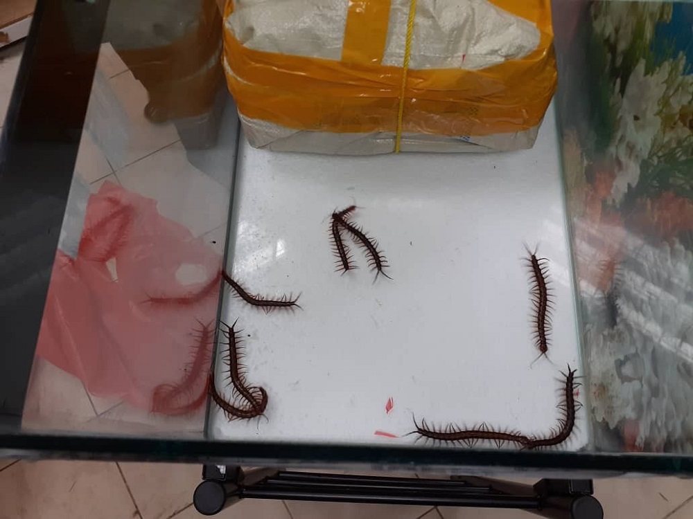 The Johor Malaysian Quarantine and Inspection Services Department said the live centipedes were estimated to be worth RM1,750. u00e2u20acu201d Picture courtesy of Johor Malaysian Quarantine and Inspection Services Department