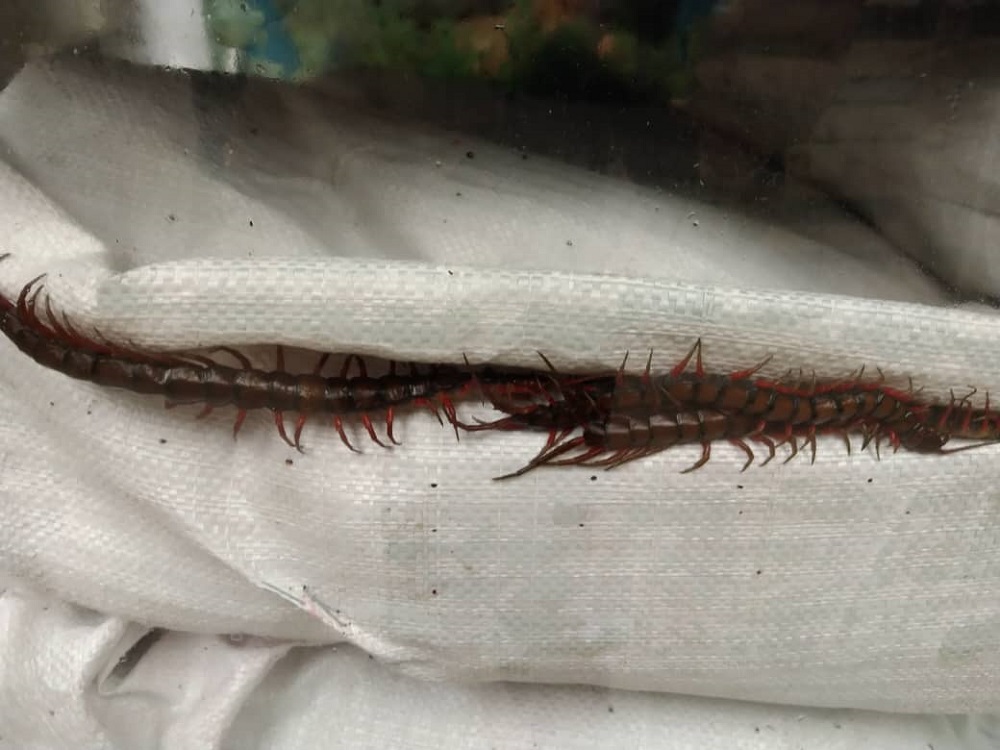 The Johor Maqis said the centipedes have been seized for further action. — Picture courtesy of Johor Malaysian Quarantine and Inspection Services Department