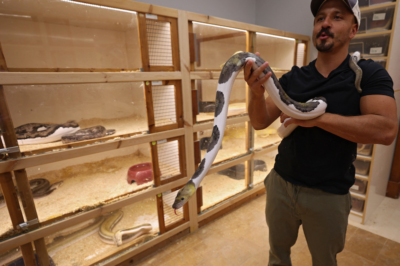 Faisal Malikah carries a Reticulated Python at his house in the Saudi Red Sea resort of Jeddah September 16, 2021. u00e2u20acu201d AFP pic
