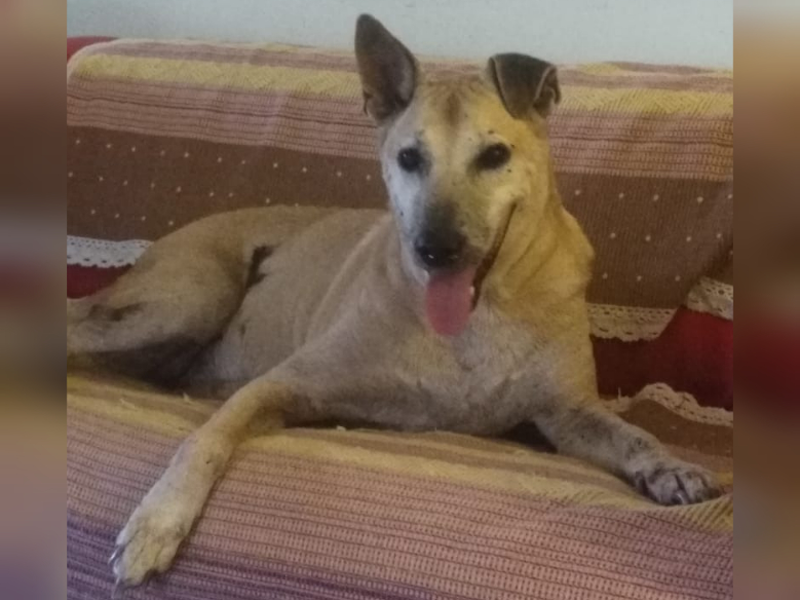 Kuning the dog, an ambassador of Furry Friends Farm, died of cancer on Friday. u00e2u20acu201d Picture courtesy of Myza Nordin